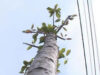 arbori exotici