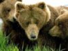 bears.jpg bears.jpg