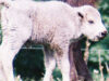 bivol albinos