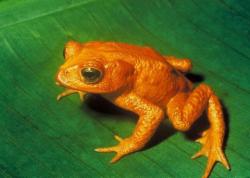 broasca buboasa aurie