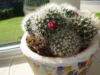 cactus.jpg