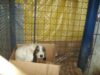 catelus.jpg
