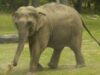 elefant homosexual elefant homosexual