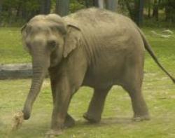 elefant homosexual