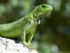 expozitie de reptile