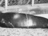 foca calugar
