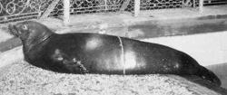 foca calugar