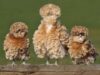 gaini frizzle gaini frizzle