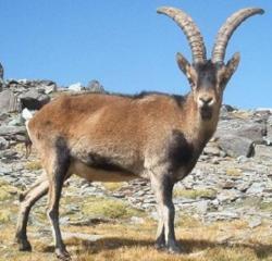 ibex