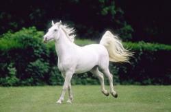 lipitan