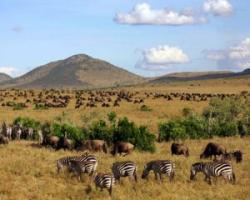 maasai mara