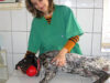 medic veterinar