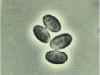 microb