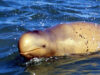 Orcaella heinsohni
