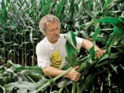 organisme modificate genetic