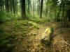 padure-verde-shutterstock.jpg