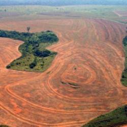 paduri tropicale