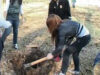 plantare brasov