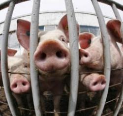 porc