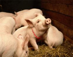 porc