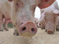 porci