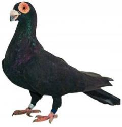 Porumbel