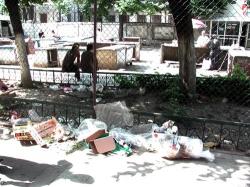 scoli ecologice