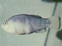 tecopa