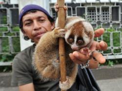 trafic cu lemuri