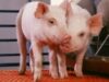 virusul gripei porcine