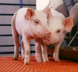virusul gripei porcine