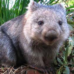 wombat