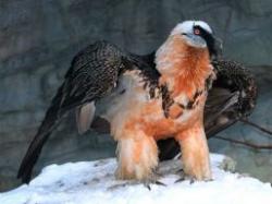 zagan