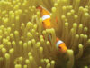 Coral Coral