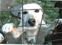 adoptii de animale