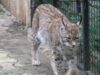 animale la zoo