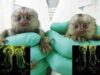 animale modificate genetic animale modificate genetic