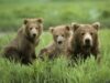 De Ziua Internationa a Biodiversitatii, Asociatia Ecosofia va invita la Gradina Zoologica din Bucuresti