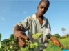 arbore de petrol