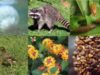biodiversitate