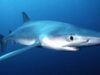 blueshark.jpg blueshark.jpg