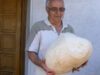 ciuperca gigant