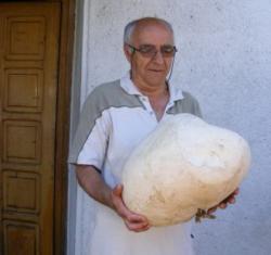 ciuperca gigant