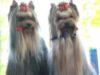 competitie canina