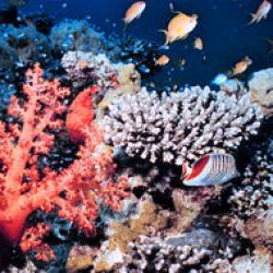 corali