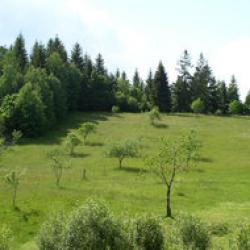 defrisari