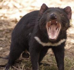diavol tasmanian