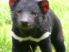 diavolul tasmanian