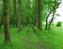 Suprafata fondului forestier in proprietatea publica a statului s-a redus cu 3,02 milioane ha, in ultimii 20 de ani