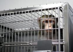 experimente pe animale